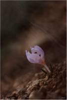 Colchicum triphyllum - Безвременник трёхлистный, Безвременник анкарский