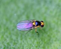 Liriomyza amoena - Минер бузиновый