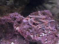 Polychaeta (Annelida) - Многощетинковые черви, или полихеты