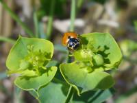 Hippodamia variegata - Коровка изменчивая
