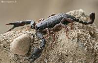 Euscorpius italicus - Скорпион итальянский