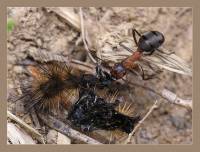 Formicidae - Муравьи