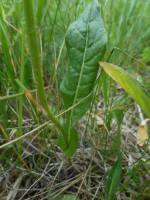 Crepis mollis (Jacq.) Asch.