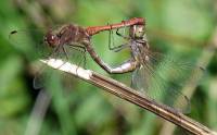 Libellulidae - Настоящие стрекозы