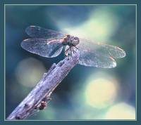 Libellulidae - Настоящие стрекозы