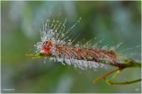 Lymantria dispar - Непарный шелкопряд