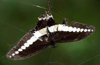 Papilio demolion в паутине