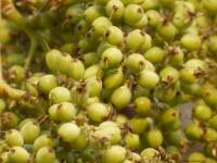 Washingtonia filifera - Вашингтония нитеносная