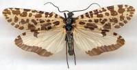 Semblis phalaenoides - Ручейник бабочковидный