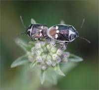 Eurydema oleracea - Клоп рапсовый