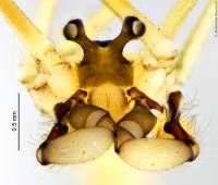 Pholcidae - Пауки-сенокосцы, пауки-долгоножки