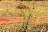 Verbascum sinuatum - Коровяк выемчатый