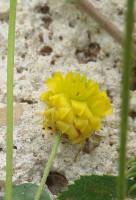 Trifolium campestre - Клевер полевой