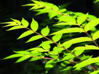 Ailanthus altissima - Айлант высочайший