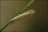 Oecophoridae - Ширококрылые моли