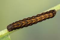 Dypterygia scabriuscula - Совка шероховатая (травяная бурая)