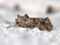 Calophasia lunula - Совка-луночка, Совка короткокрылая