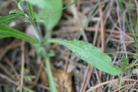 Campanula sibirica - Колокольчик сибирский