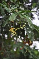 Tamarindus indica - Тамаринд