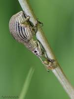 Curculionidae unidentified - Долгоносики