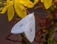 Sitochroa palealis - Бледный луговой мотылёк