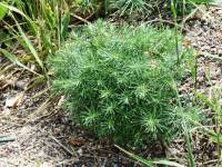Euphorbia cyparissias - Молочай кипарисовый
