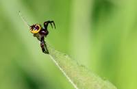 Thomisidae - Пауки-бокоходы, пауки-крабы