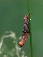 Phymatopus hecta - Тонкопряд вересковый