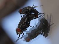 Sarcophagidae - Падальные мухи, Саркофагиды