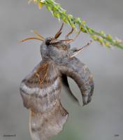 Laothoe amurensis - Бражник амурский или осиновый