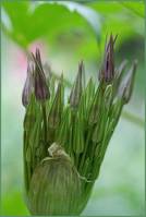 Allium cristophii - Лук Христофа