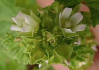 Malva parviflora - Просвирник мелкоцветковый, Мальва мелкоцветковая