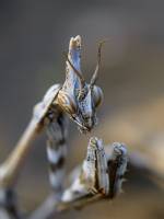 Empusa pennicornis - Эмпуза перистоусая или песчанная