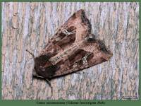 Celaena leucostigma - Совка касатиковая