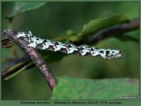 Odontopera bidentata - Пяденица зубцекрылая