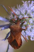 Coreus marginatus - Краевик щавелевый