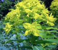 Euphorbia semivillosa - Молочай полумохнатый