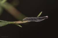 Coleophora pseudoditella