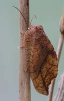 Drepanepteryx phalaenoides - Листокрыл