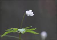 Anemone altaica - Ветреница алтайская