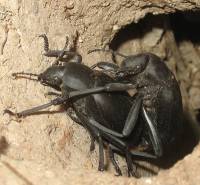 Tenebrionidae - Чернотелки