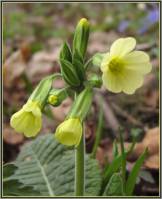 Primula elatior - Первоцвет высокий