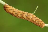 Lacanobia contigua - Совка садовая буро-серая (сизая)