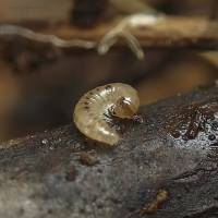 Blaniulidae