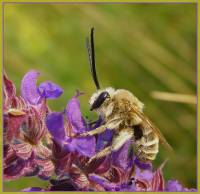 Длинноусая пчела