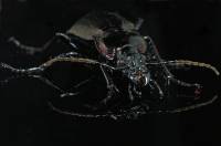 Carabidae unidentified