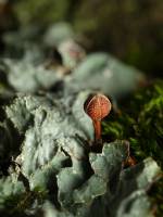 Parmelia sulcata - Пармелия бороздчатая