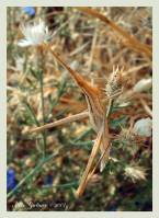 Acrida oxycephala - Акрида пустынная