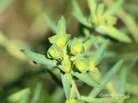 Euphorbia terracina - Молочай террачинский