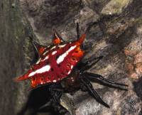 Gasteracantha versicolor